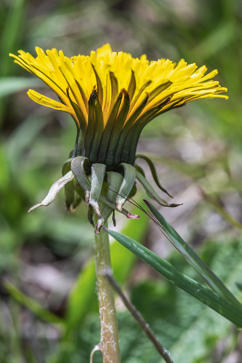 Forum Taraxacum; Asteraceae (8).jpg