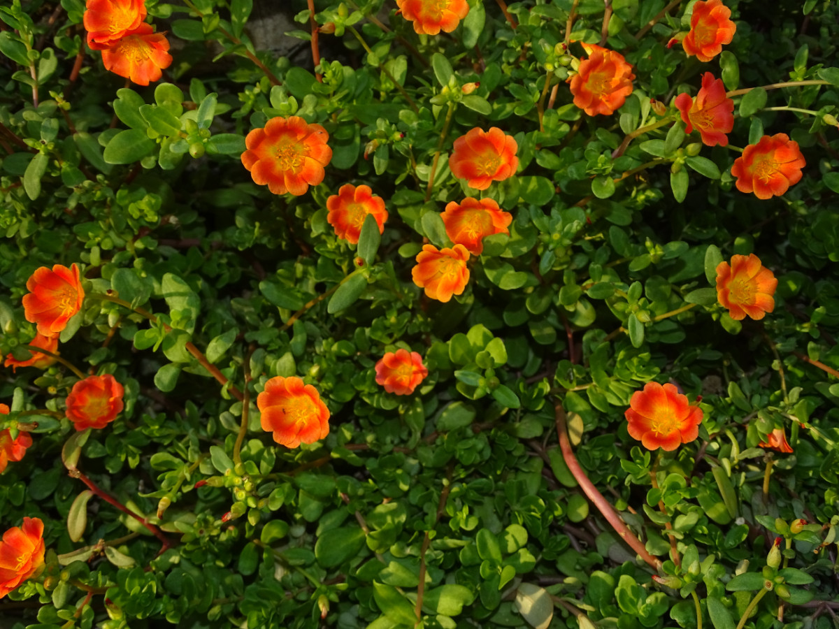 Portulaca umbraticola.JPG