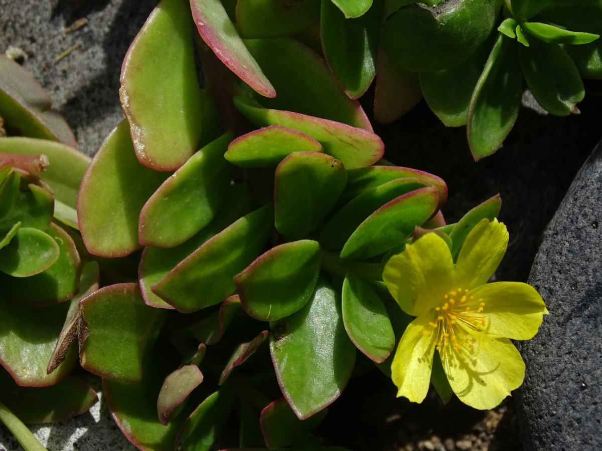 Portulaca umbraticola.JPG