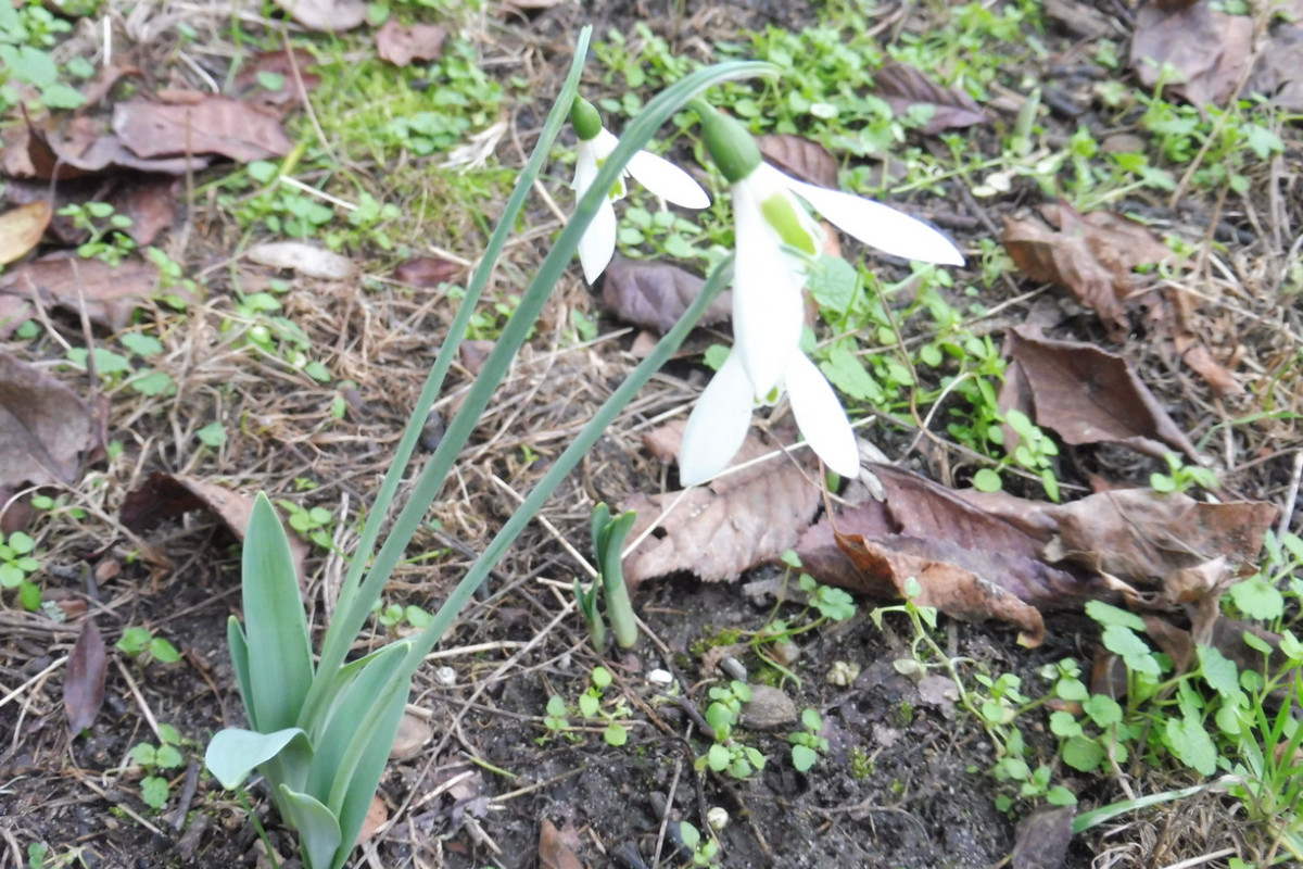 Galanthus.JPG