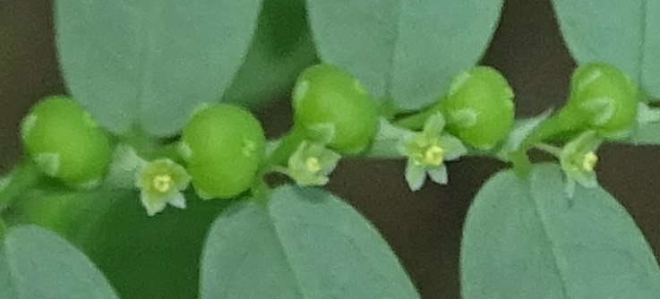 Phyllanthus amarus (2).jpg