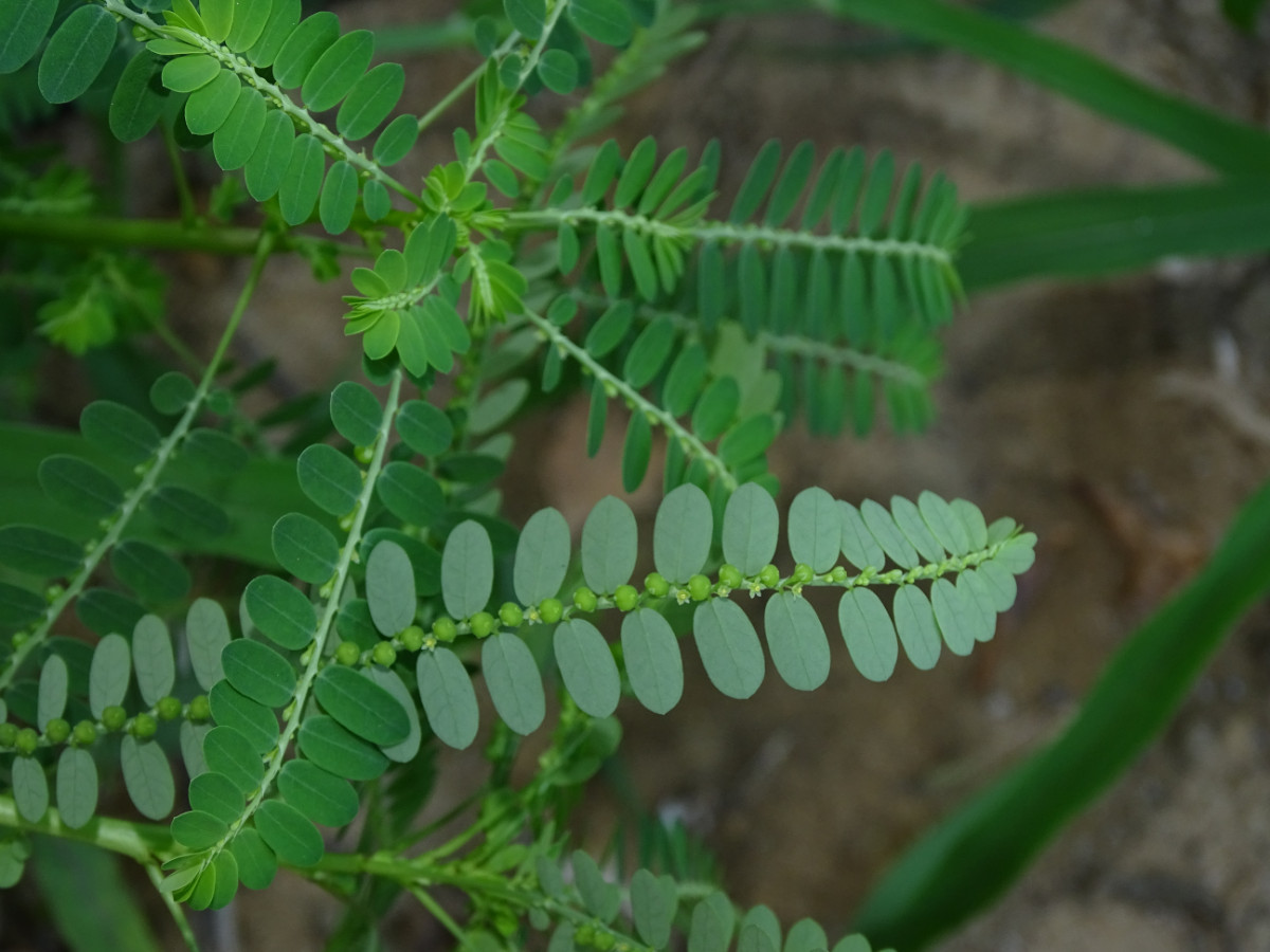 Phyllanthus amarus.JPG