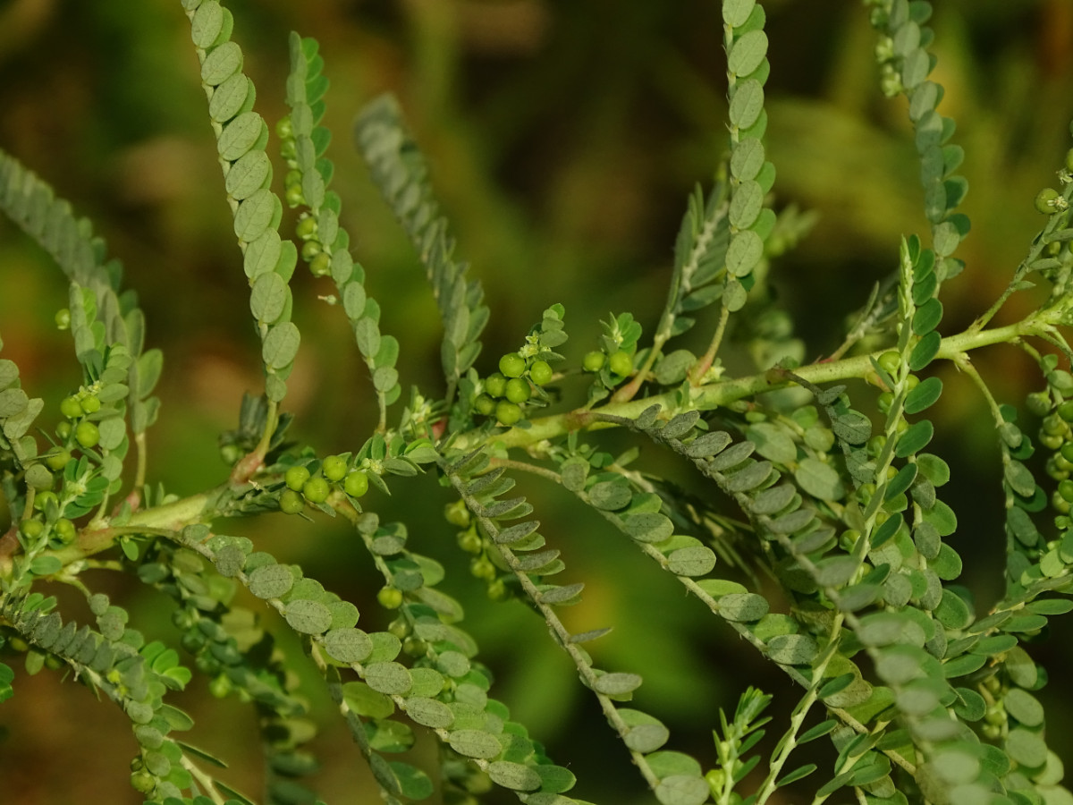 Phyllanthus.JPG