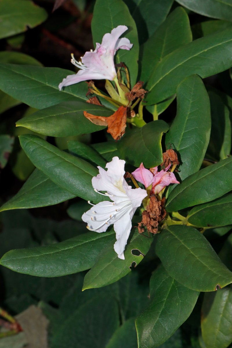 Rhododendron sp Haustür Weiherberg Silvester 2023.JPG