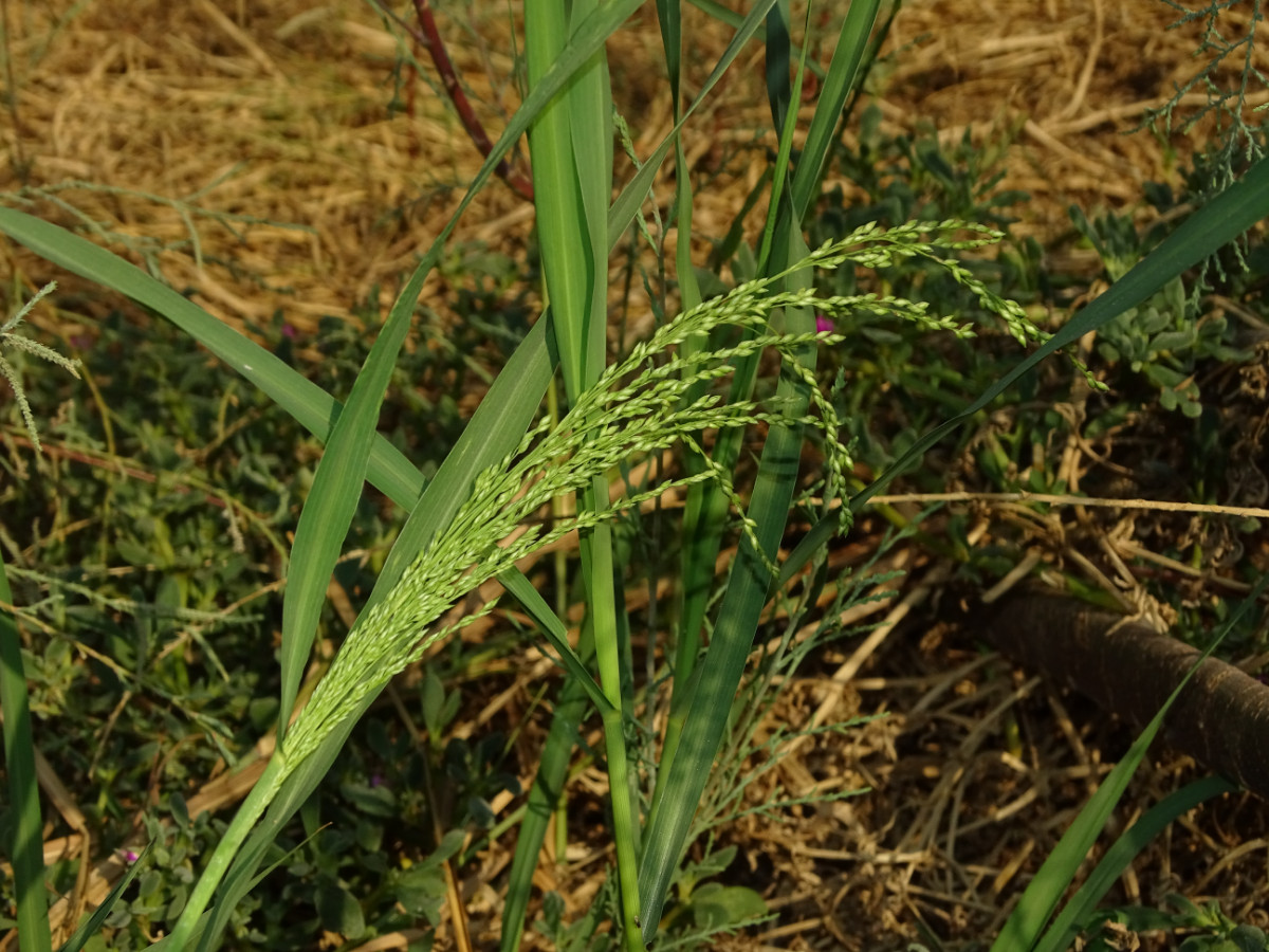 Panicum.JPG