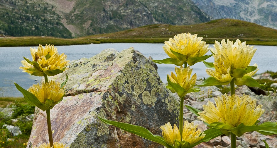 Gentiana burseri LAPEYR. ssp. villarsii (GRISEB.) ROUY in Italien / Alpi Marittime / Colle della Lombardia, 06.08.2011