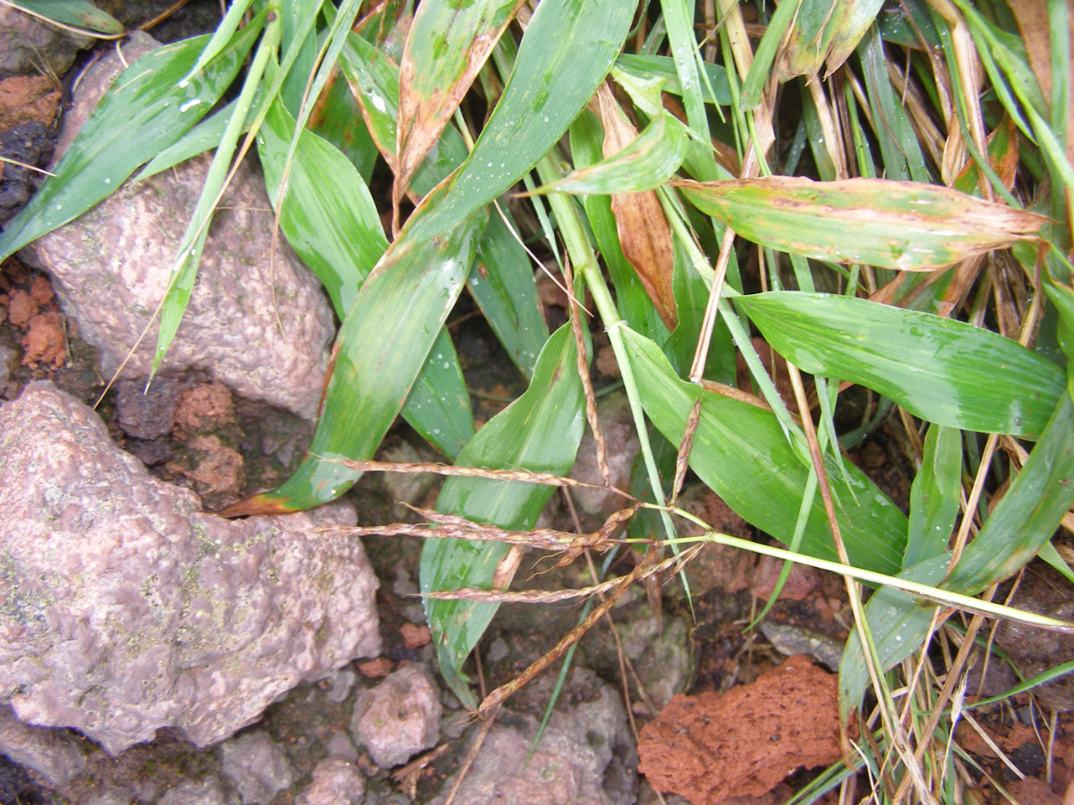 Poaceae (9)_nic.JPG