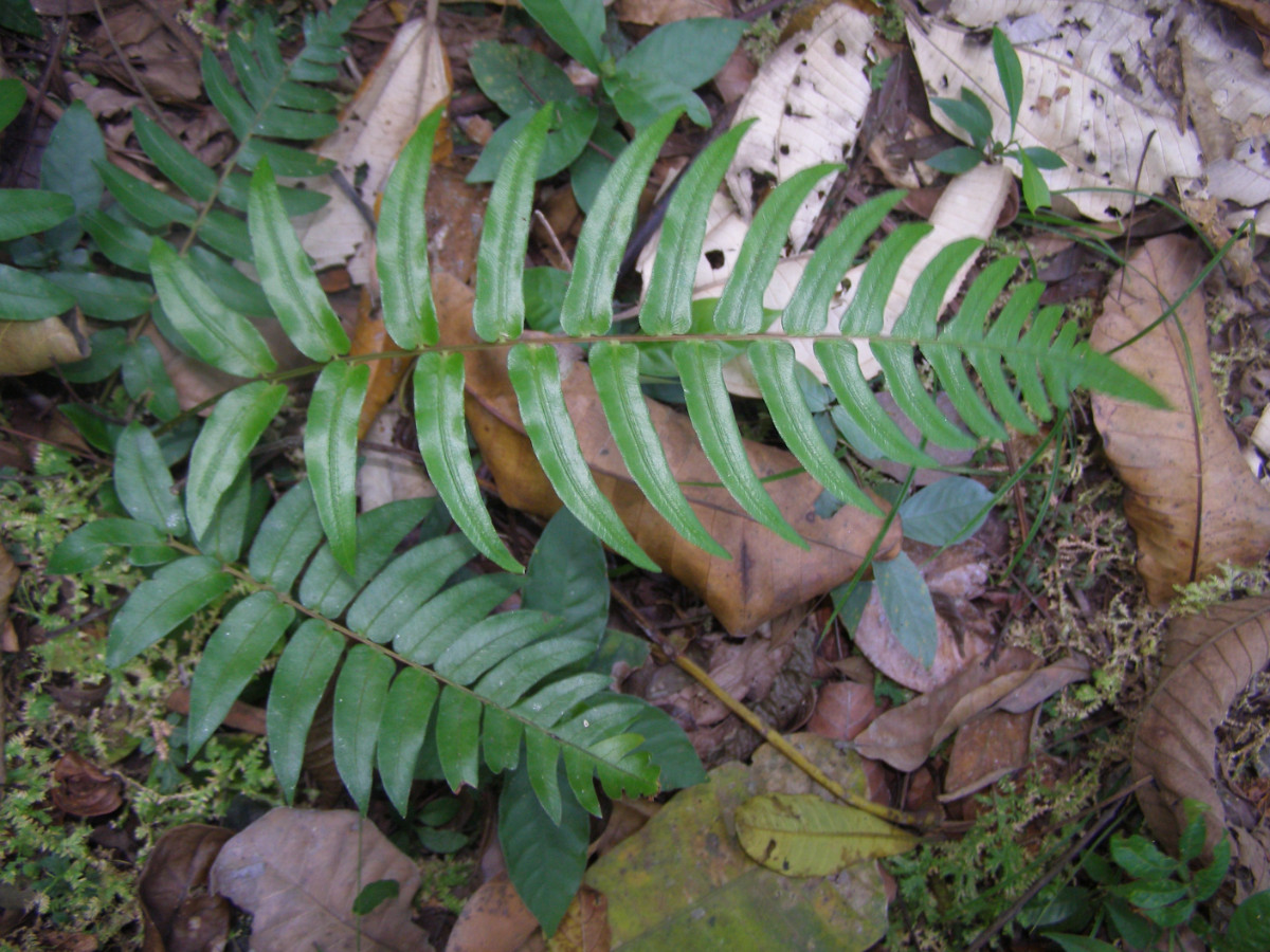 Pteridophyta (20)_pan.JPG