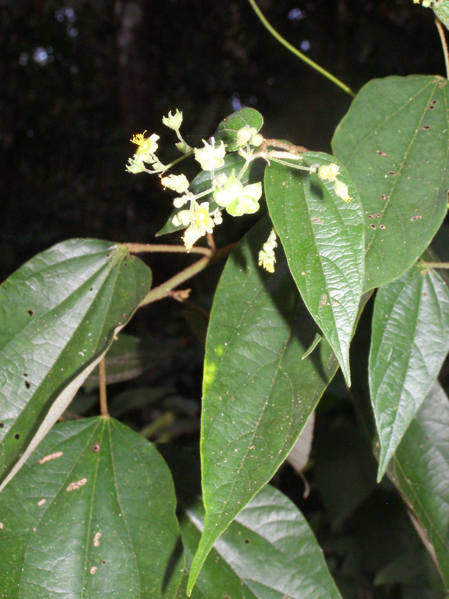 Hampea appendiculata micrantha_pan.JPG