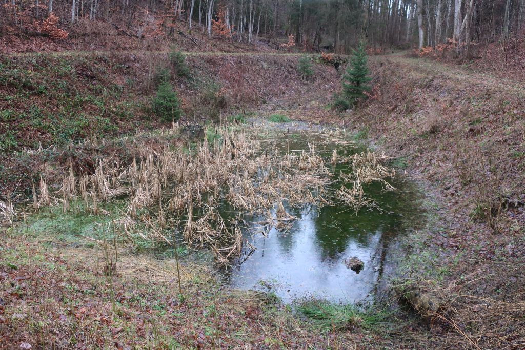 Typha latifolia 1_Rehling_2024-01-02.jpg