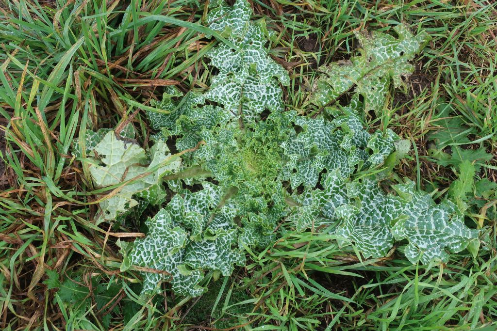 Silybum marianum 2_Rehling_2024-01-02.jpg