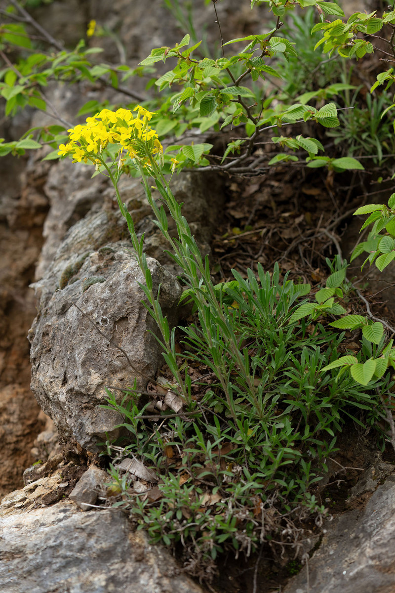 Erysimum cuspidatum_FRAGE_8960.jpg