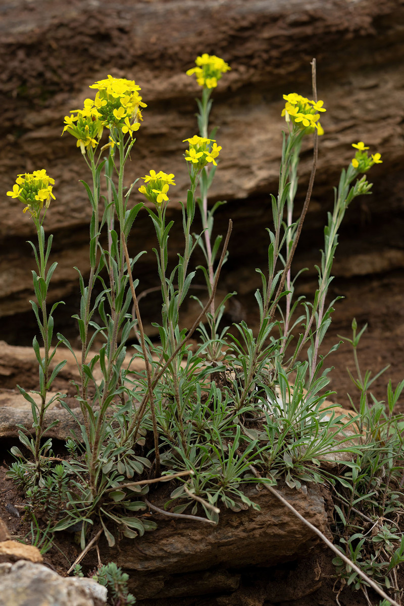 Erysimum cuspidatum_FRAGE_8963.jpg