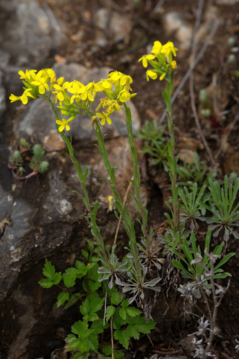 Erysimum cuspidatum_FRAGE_8964.jpg