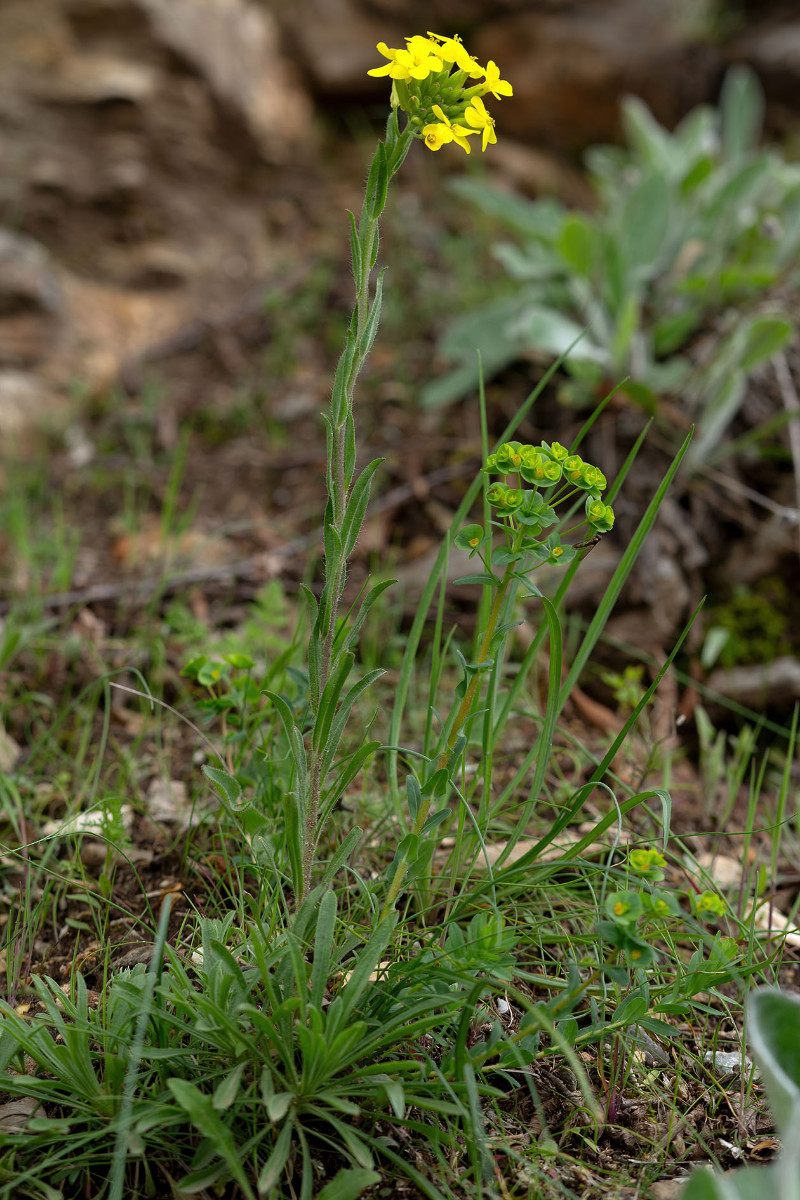 Erysimum cuspidatum_FRAGE_8966.jpg