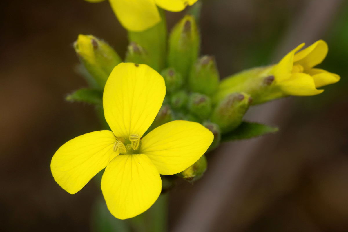 Erysimum cuspidatum_FRAGE_8968.jpg