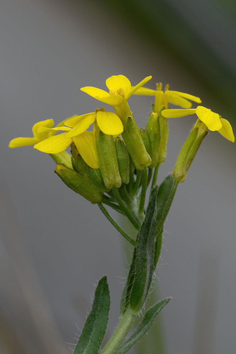 Erysimum cuspidatum_FRAGE_8971.jpg