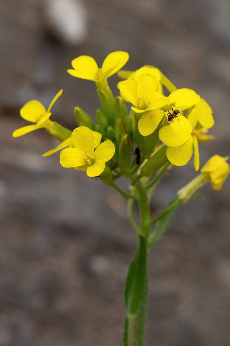 Erysimum cuspidatum_FRAGE_8974.jpg