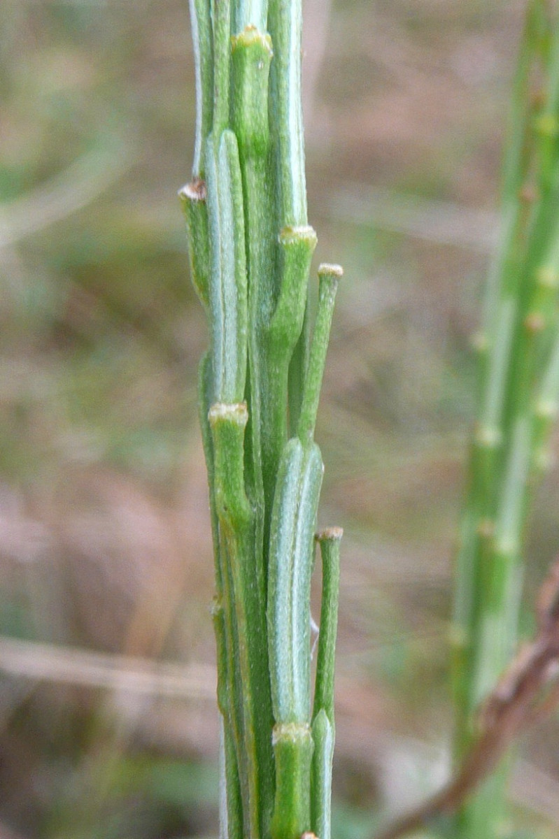 Erysimum cuspidatum Stachelspitziger Schöterich 3.JPG