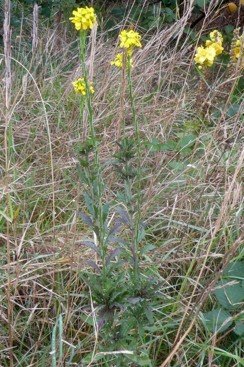 Erysimum cuspidatum Stachelspitziger Schöterich 1.JPG