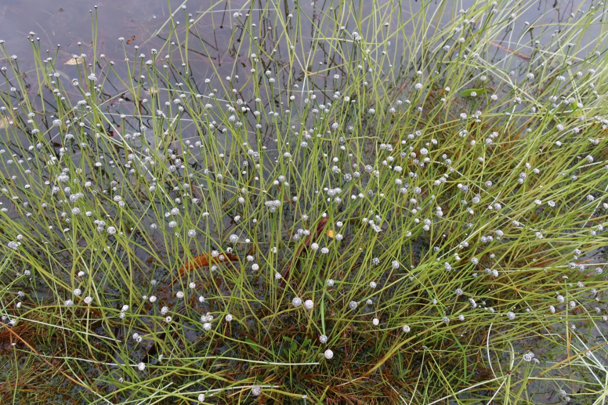 Eriocaulon aquaticum Connemara_2021_C.JPG