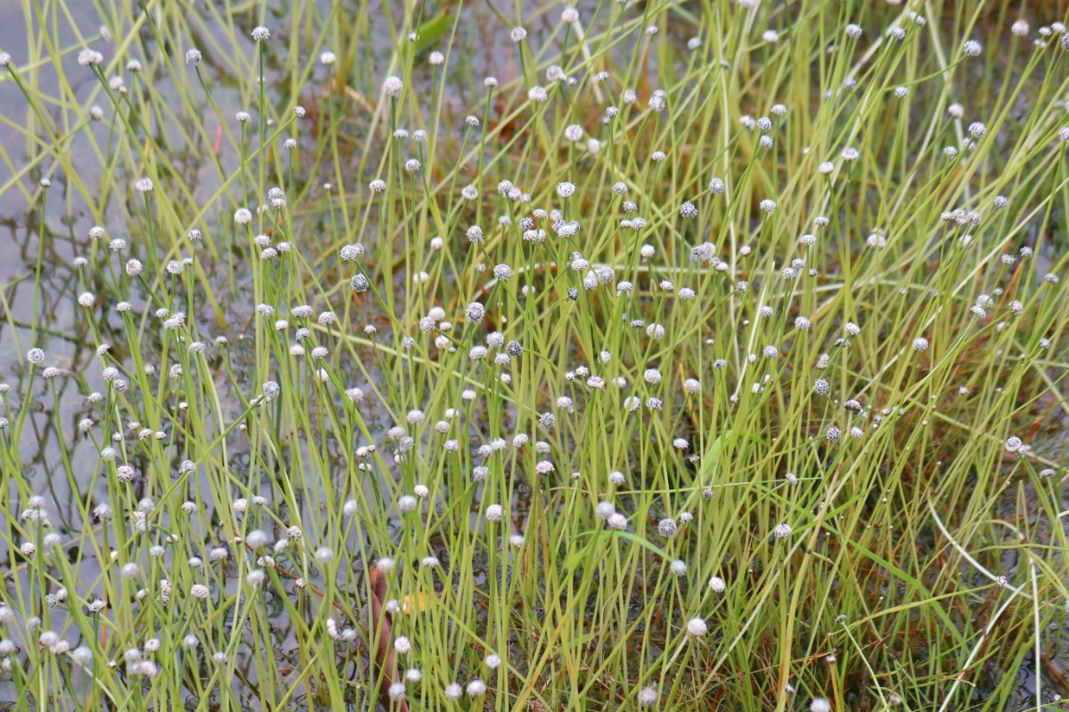 Eriocaulon aquaticum Connemara_2021_J.JPG