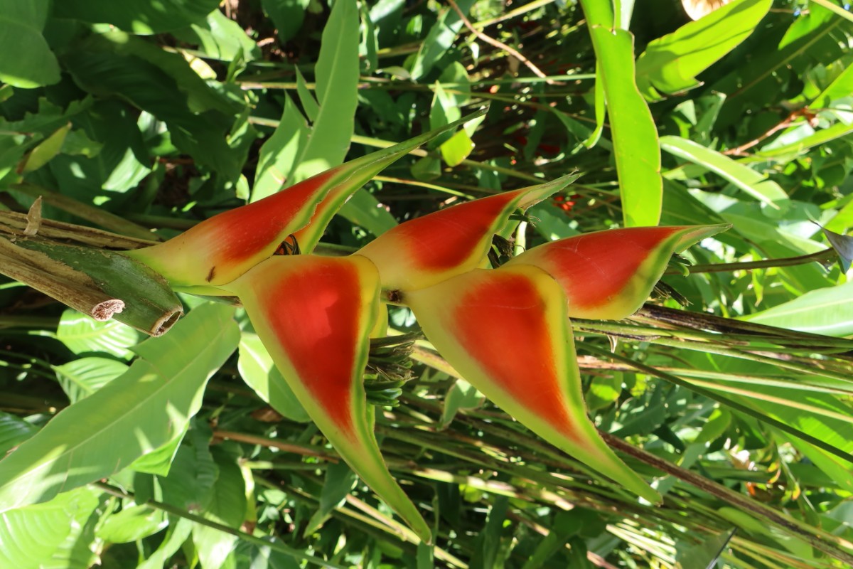 Heliconia wagneriana Guadeloupe 2023JW3.JPG