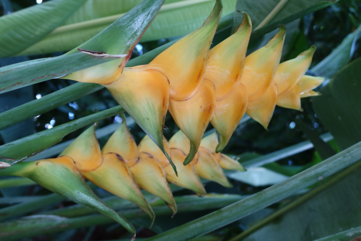 Heliconia caribaea Guadeloupe 2023JW2.JPG