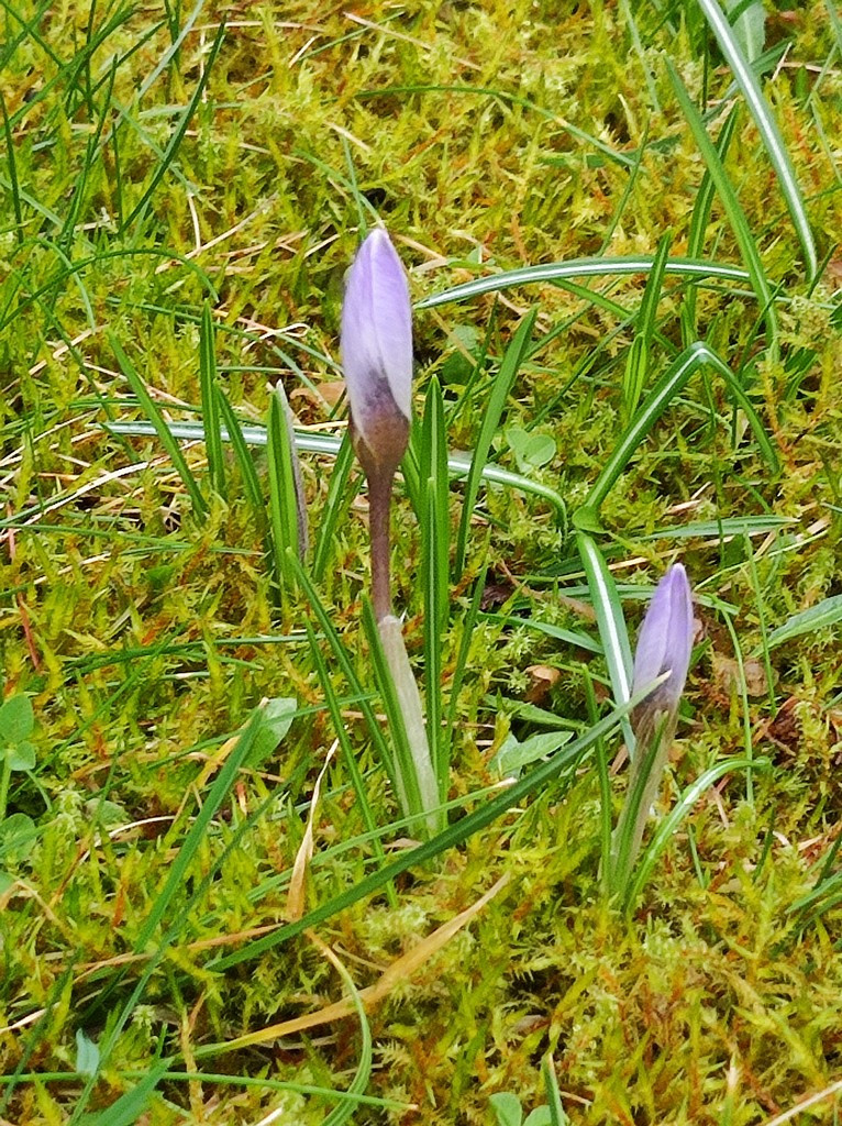 Elfen-Krokus (Crocus tommasinianus)