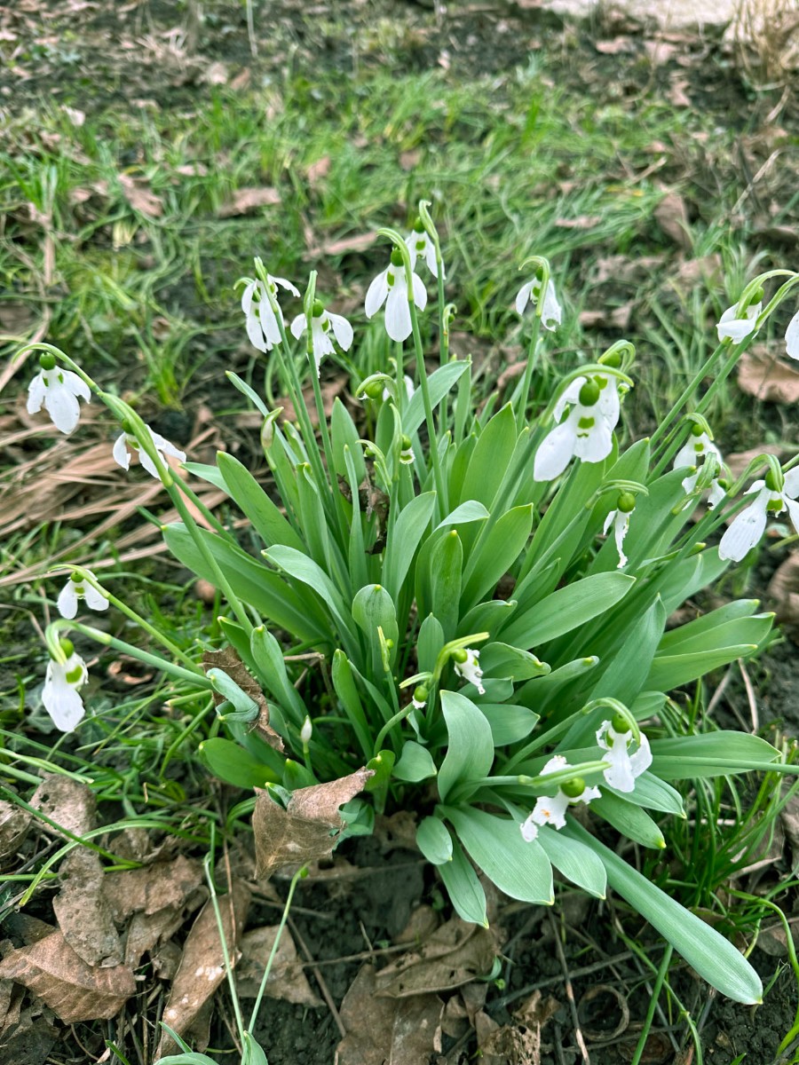 Galanthus elwesii IMG_0771.JPG