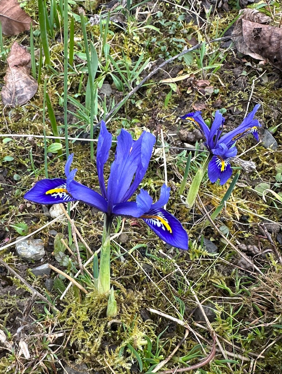 Iris reticulata IMG_0769.JPG