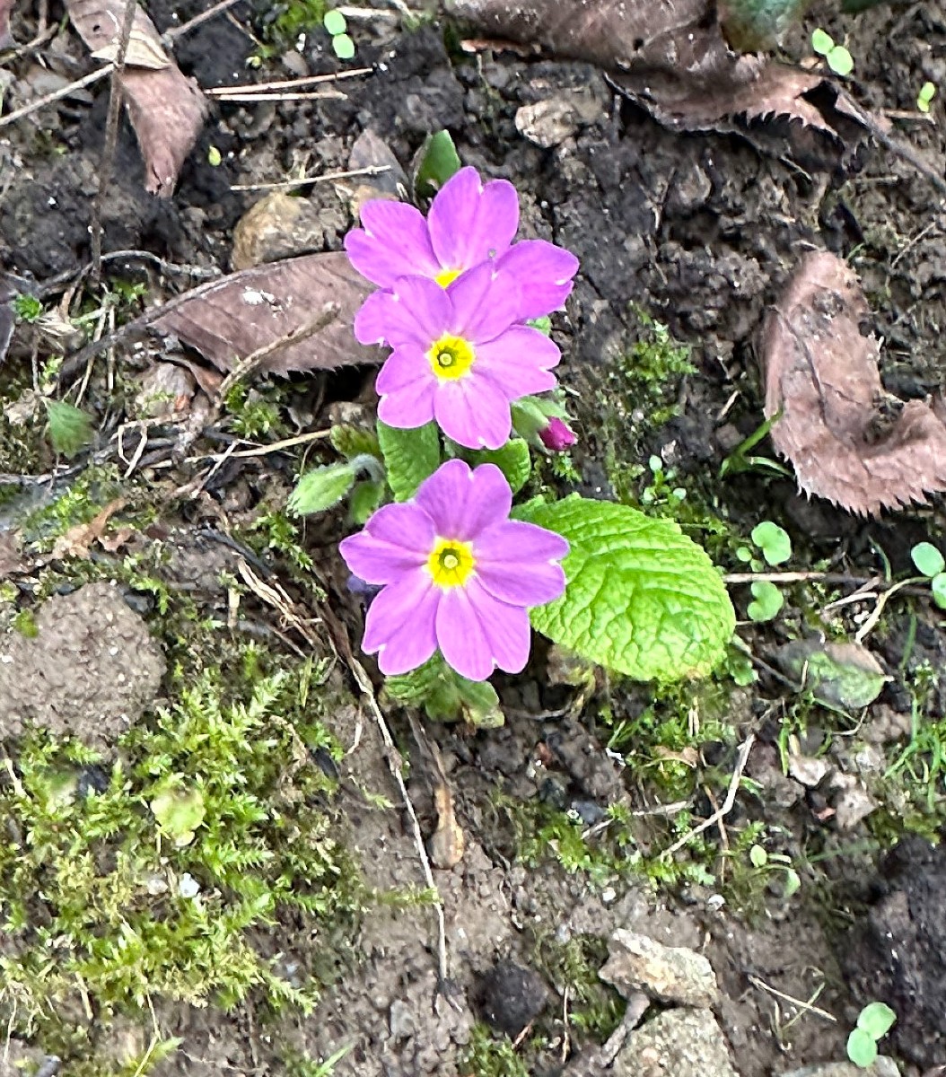 Primula elatior x Gartenform acaulis IMG_0772.JPG