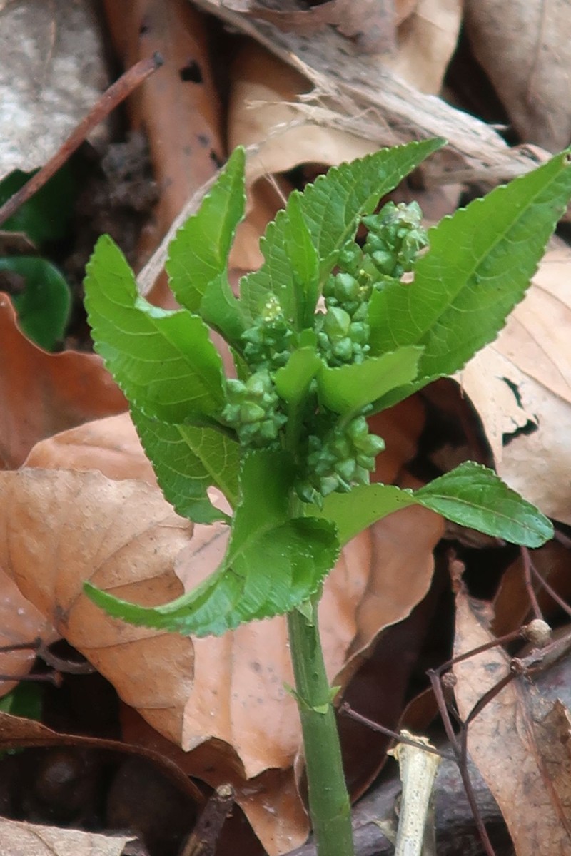 IMG_2319_Mercurialis perennis.jpg