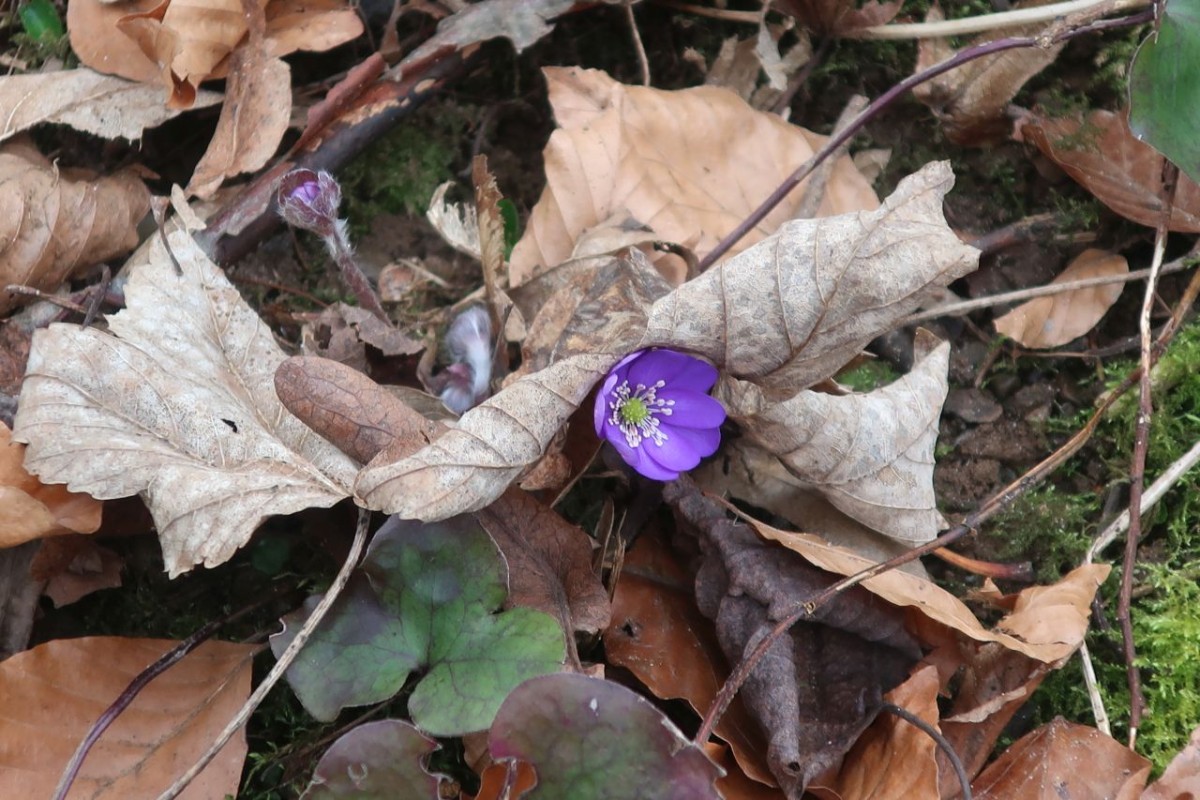 IMG_2320_Hepatica nobilis.jpg