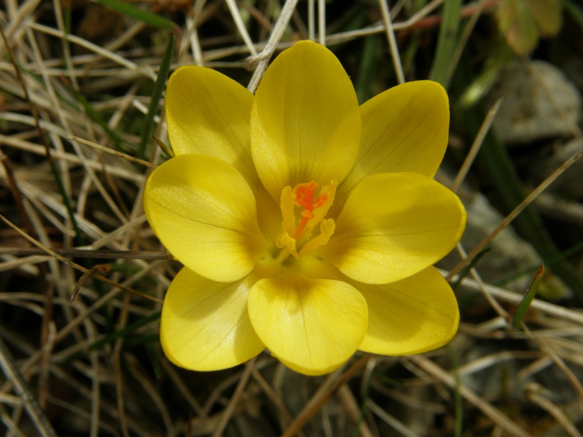 Crocus 4-zählig.JPG