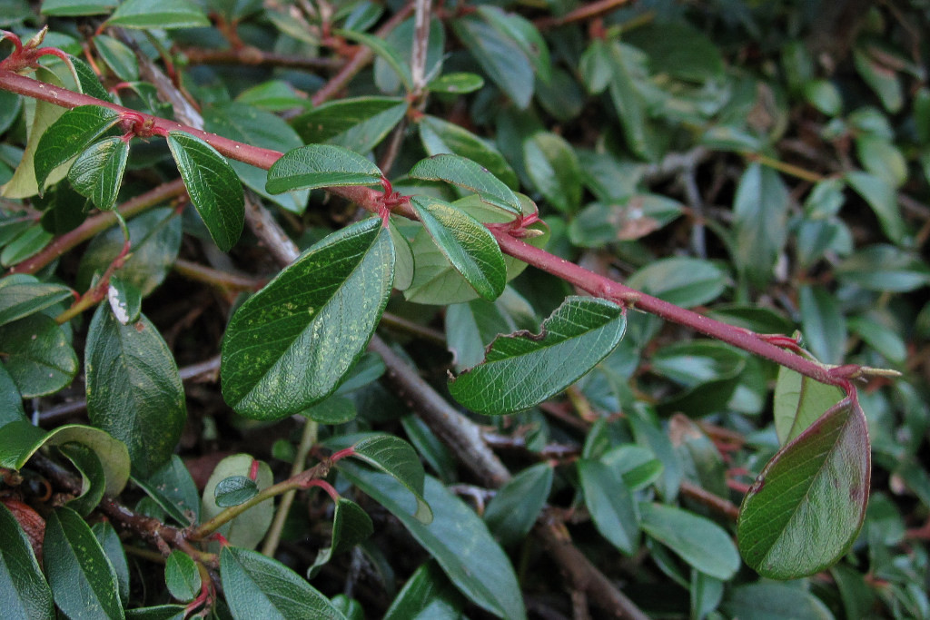 cotoneaster_niedersachsen_2024-02-17 (4).jpg