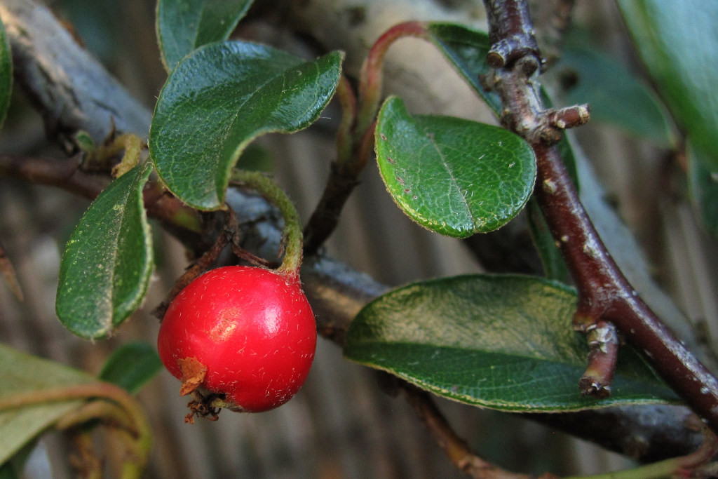 cotoneaster_niedersachsen_2024-02-17 (5).jpg