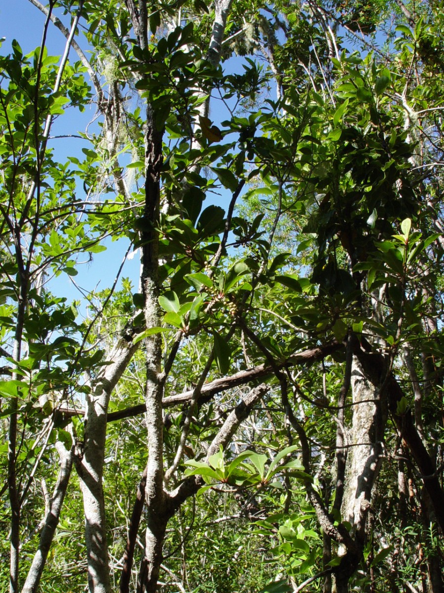 Indet 2 Foret de Matarum Cilaos REUN F2.JPG