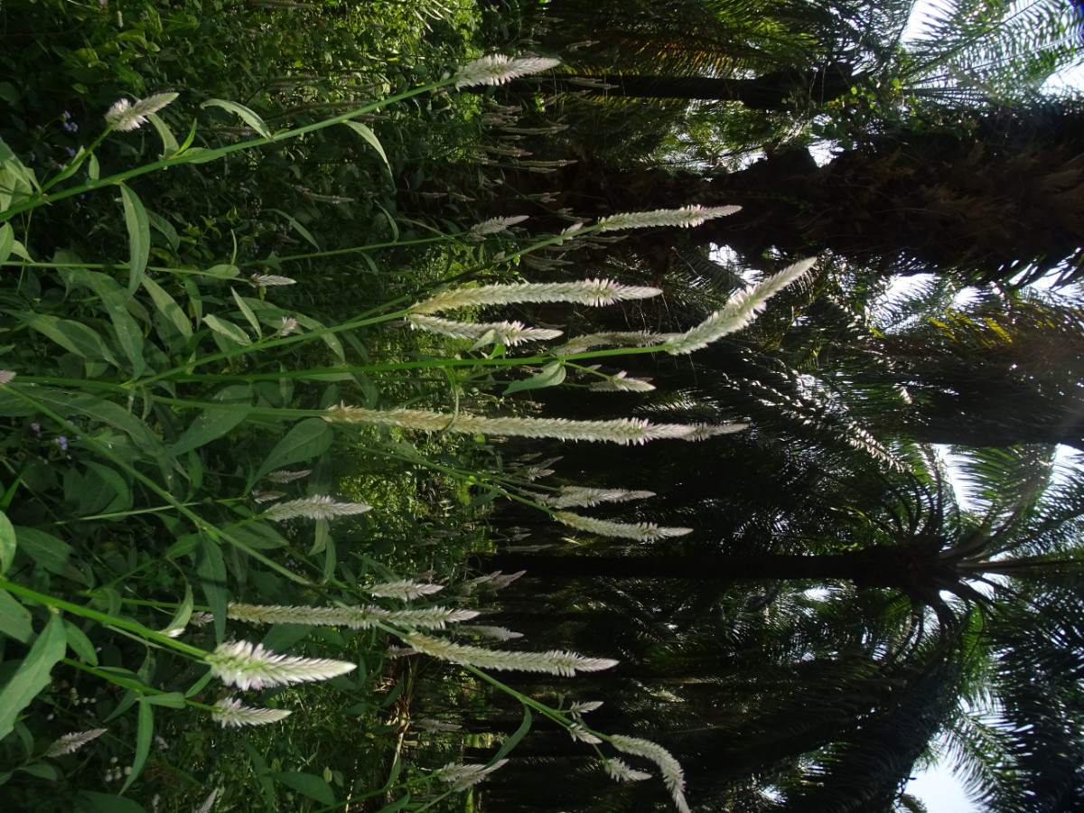 Celosia argentea (2).JPG