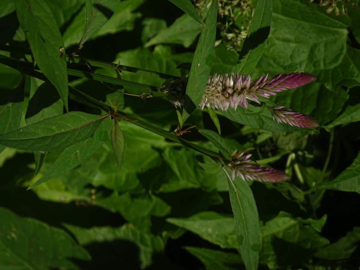 Celosia argentea.JPG