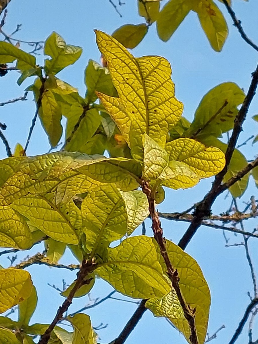 2024-02-25_Quercus rysophylla 1_Bamberg Hain.jpg