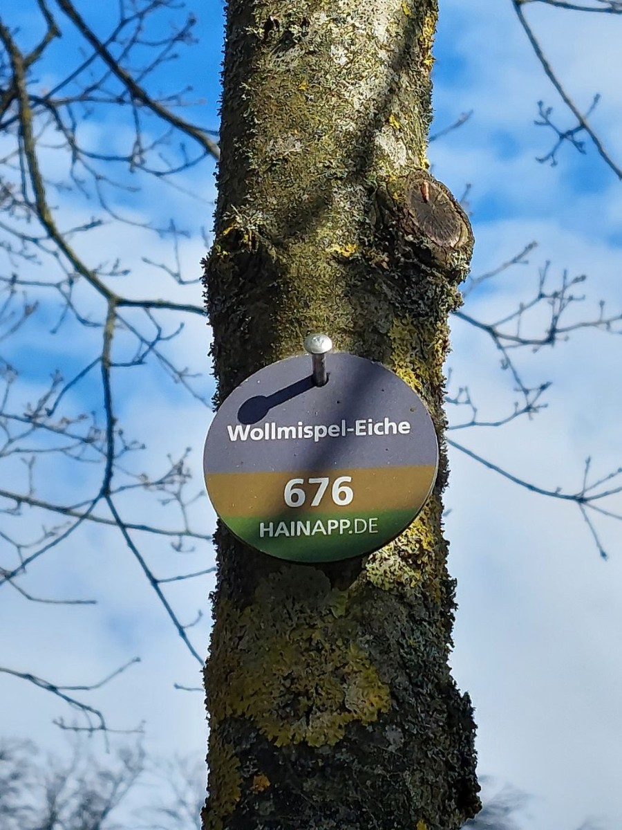 2024-02-25_Quercus rysophylla 3_Bamberg Hain.jpg