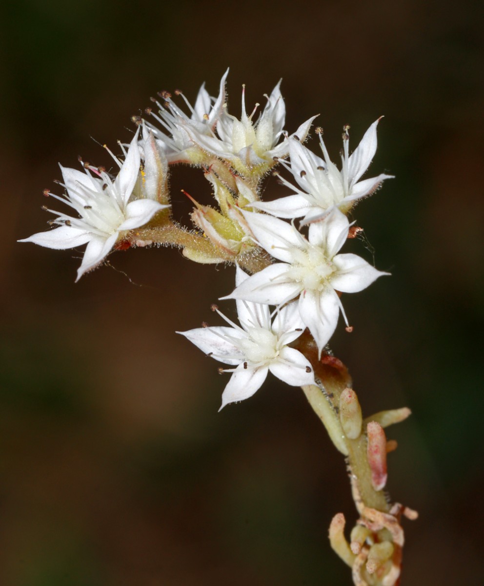 Sedum pallidum Rintheim Mömax A3.jpg