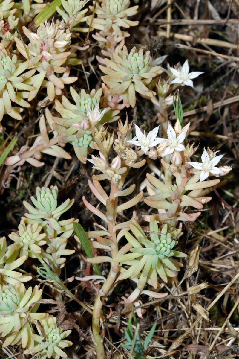 Sedum pallidum Rintheim Mömax A5.jpg