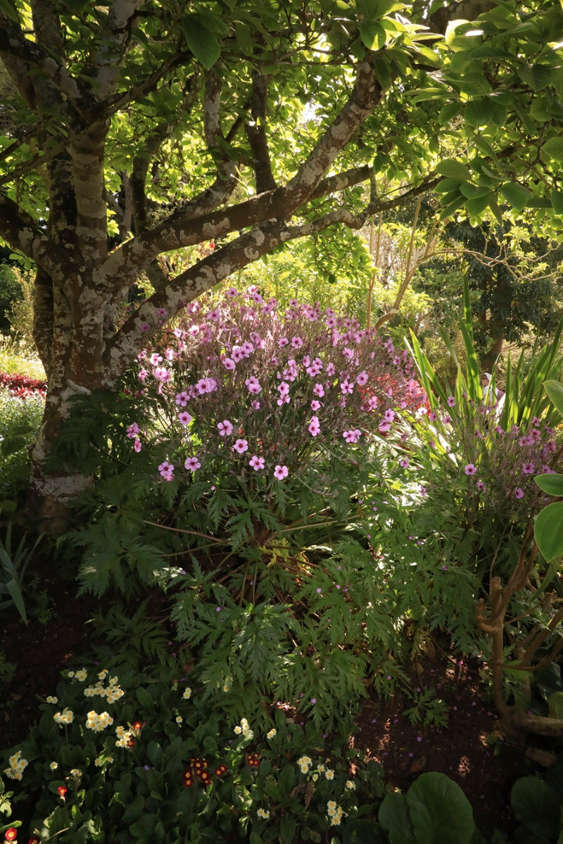 k-Geranium madarense_3544a.JPG