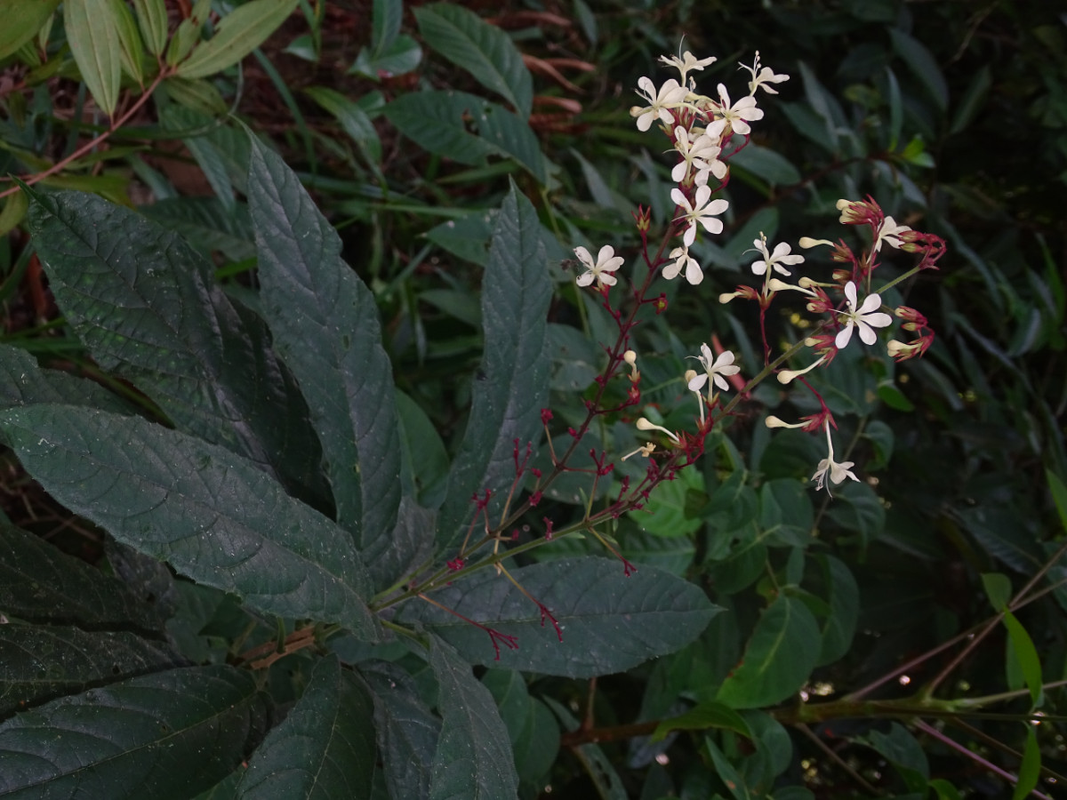 Clerodendrum schmidtii.JPG