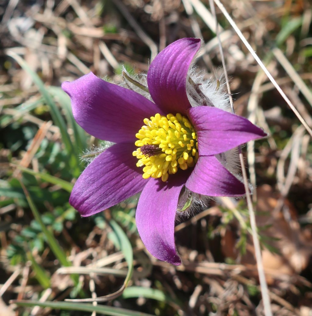 2024-03-09_Pulsatilla vulgaris 3_Morgenbuehl.jpg