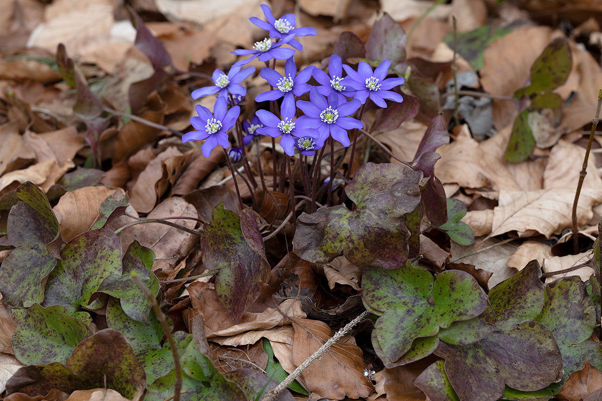 Hepatica nobilis_5UG1240-1.jpg