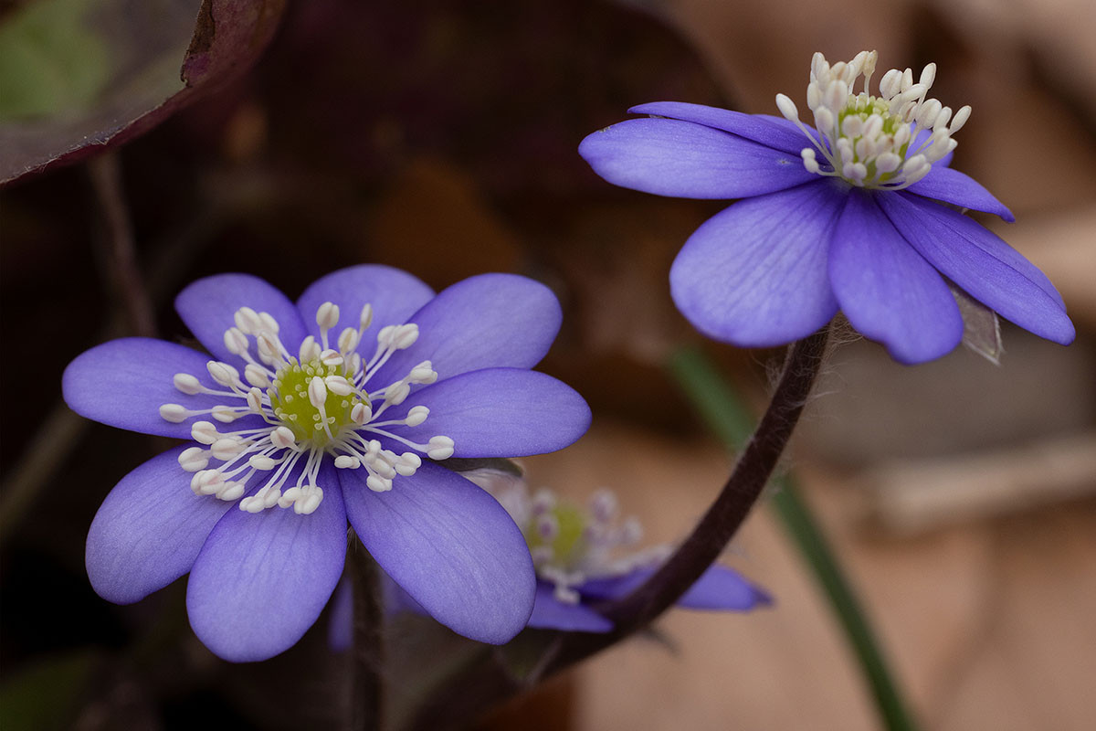 Hepatica nobilis_5UG1587-1.jpg