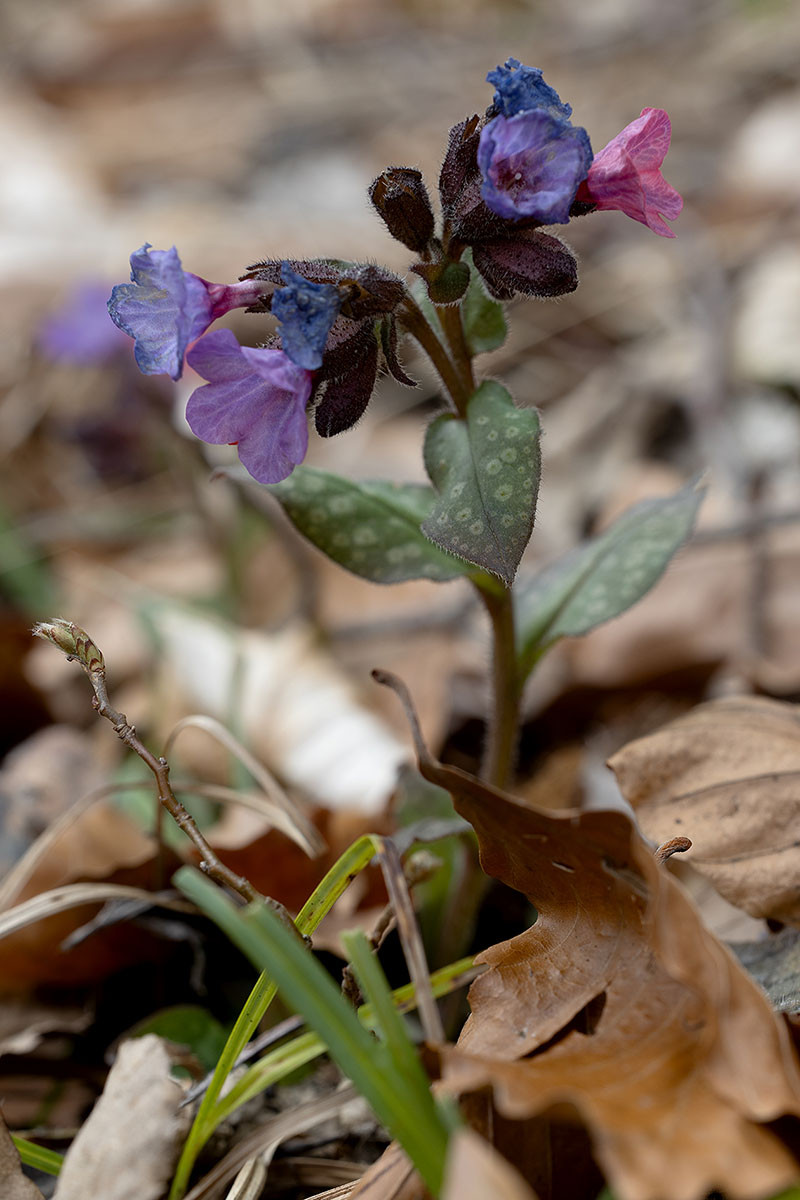 Pulmonaria officinalis_06_0201-1.jpg